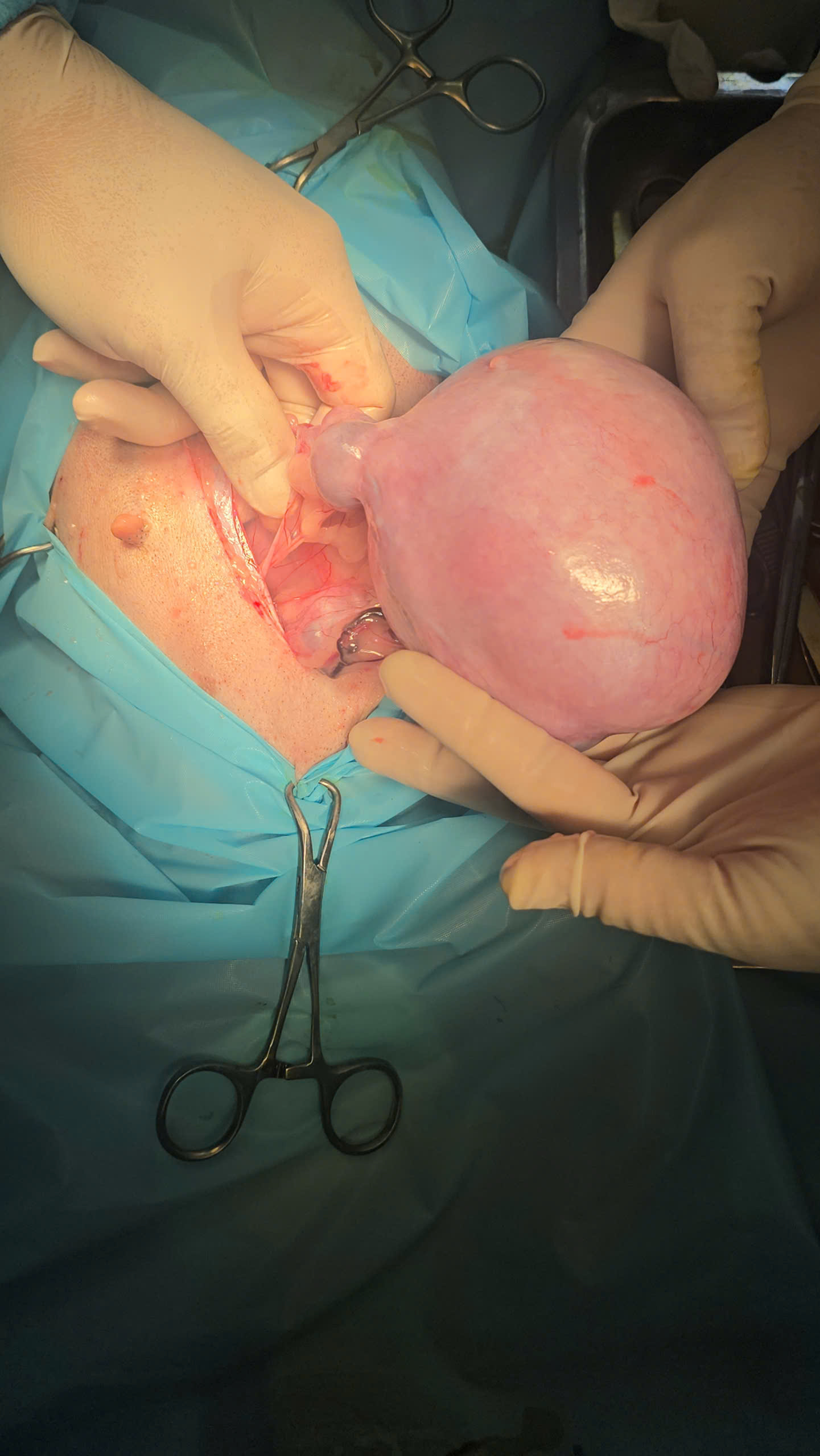 Bệnh viện Thú Y Gia Kiệm - Hình 14